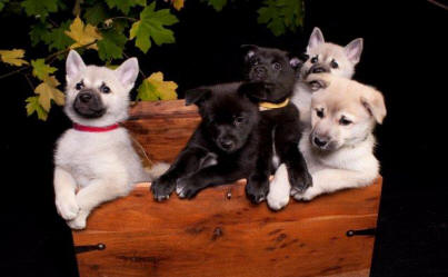 Jotunn Buhund puppies Oct 2011