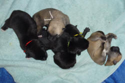 Norwegian Buhund Puppies - 4 days old